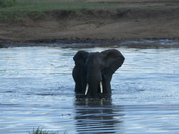 Elephant enjoying a swim