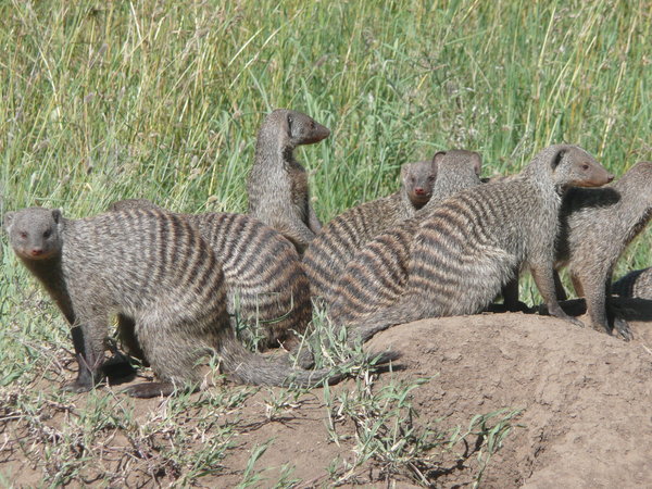 Striped mongooses