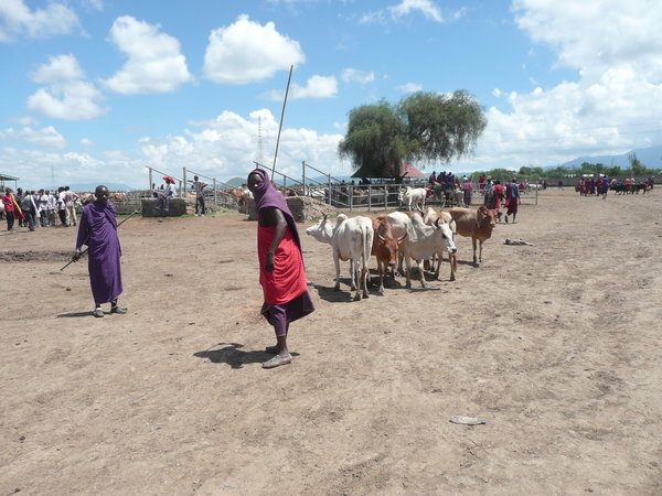 Masai tribesman