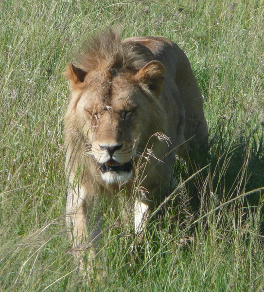 Lion roams the savannah