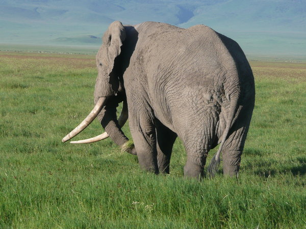 Large elephant