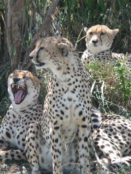 Male cheetahs 