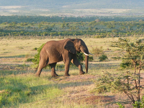 Elephant roaming