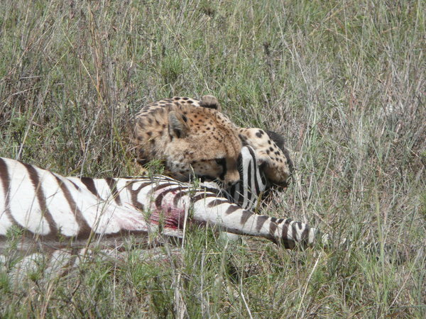 Cheetah kills a zebra