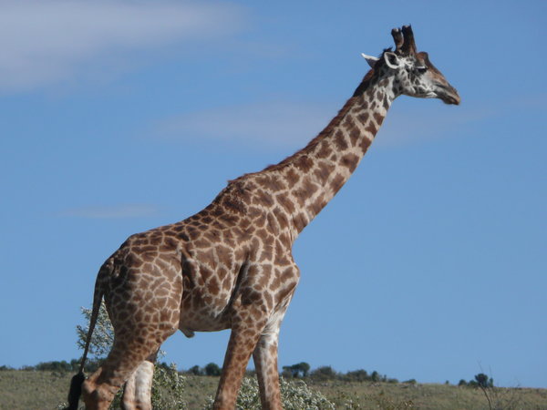 Giraffe strolling