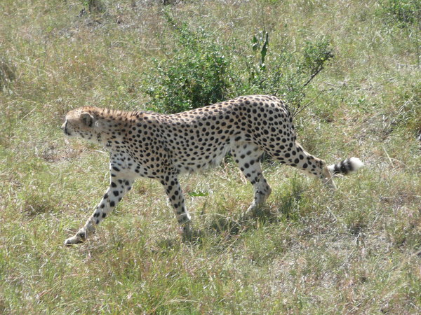 Cheetah starts the stalk