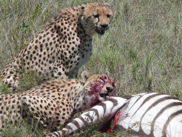 Cheetahs at the kill