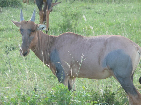 Tope antelope