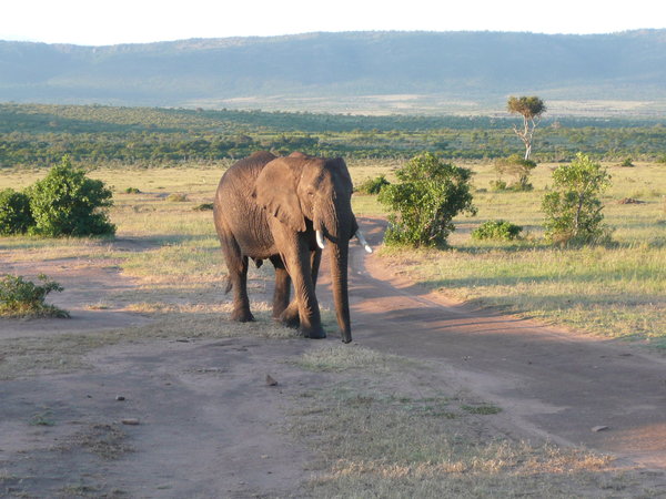 Elephant strolling