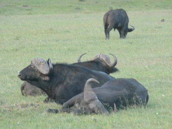 Buffaloes at rest