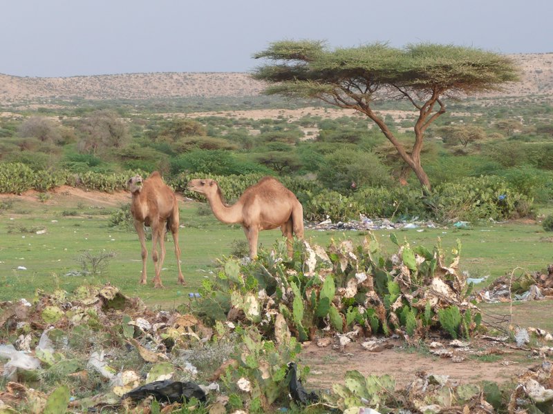 Somali countryside