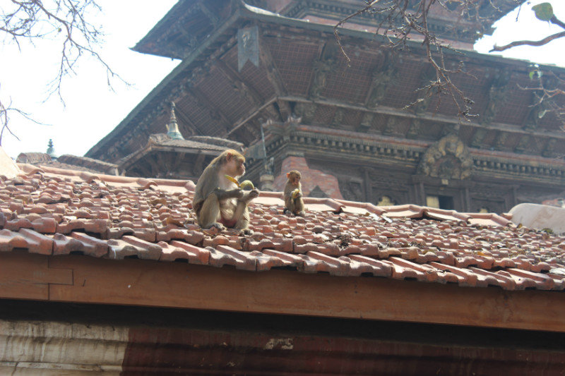 Monkeys on the temple roof