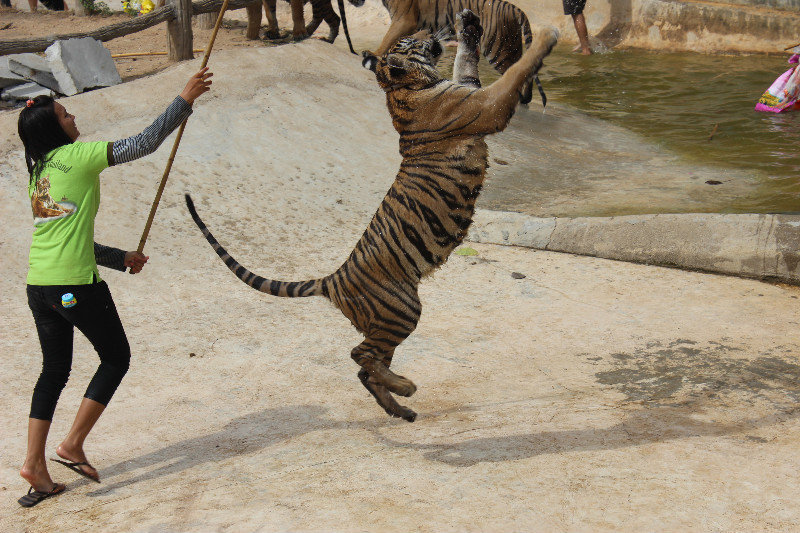 Tiger with handler