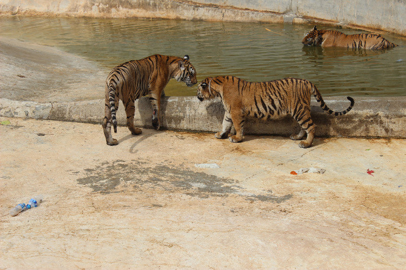 Juvenile tigers frolic by the pool