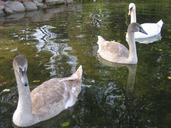 Three Swans on a lake, Trakai