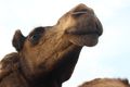 Camel in Bahrain