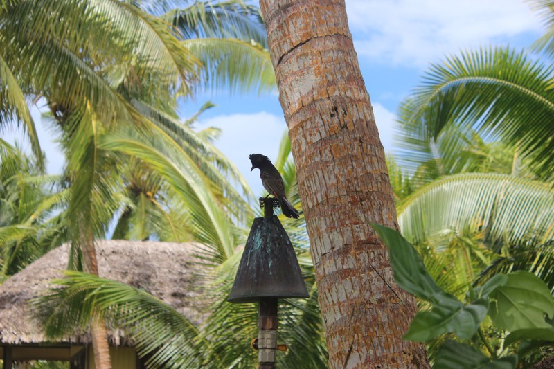Bird at a resort