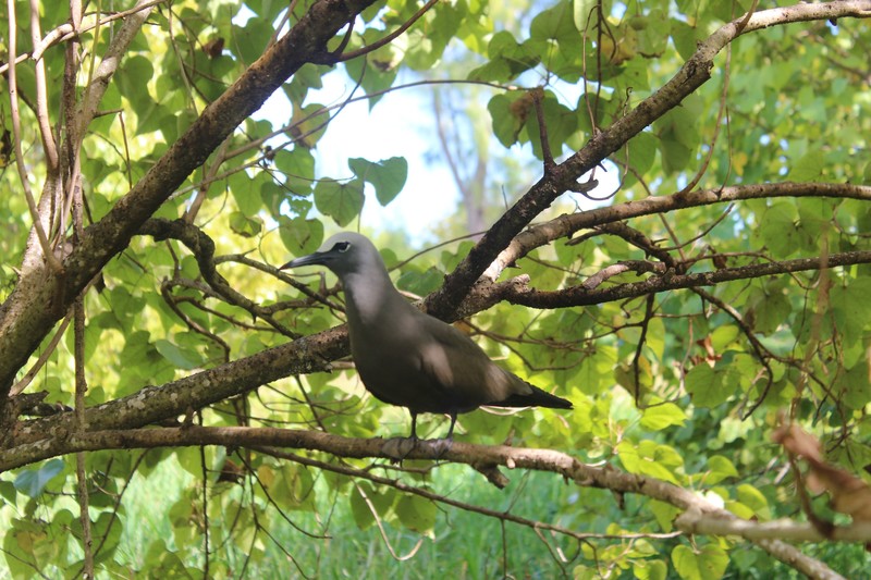 Sea bird in a tree