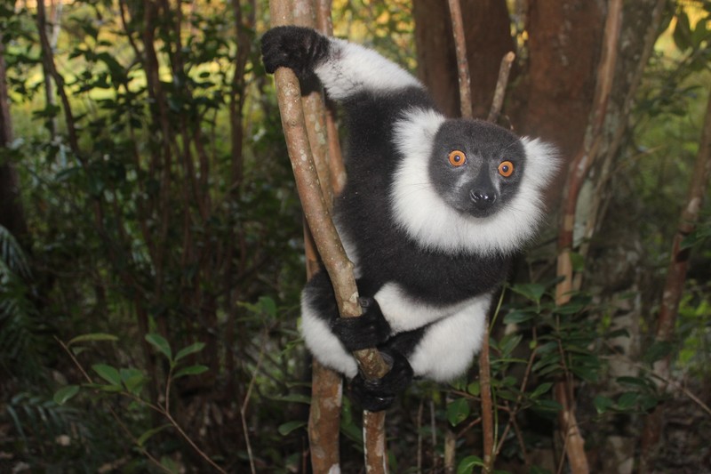 Beautiful lemur