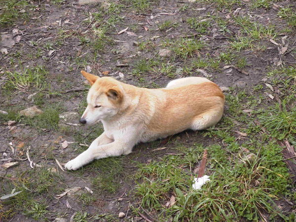 Dingo resting