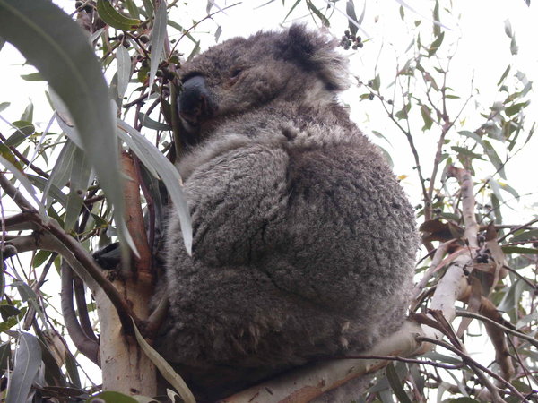 Koala resting