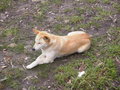 Dingo resting