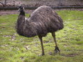 Emu on Kangaroo Island