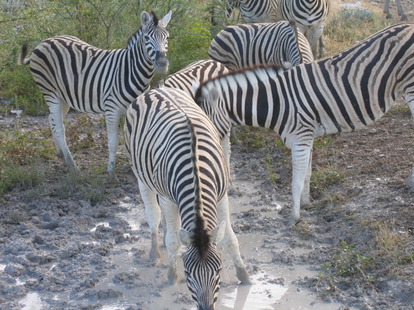 Zebras at a muddy waterhole