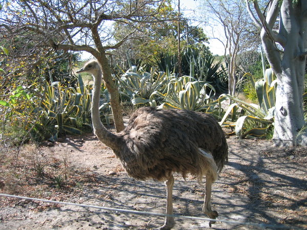 Emu on the move