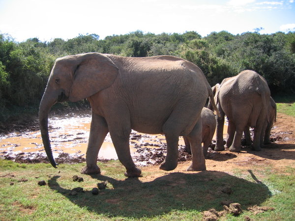 Addo elephant park