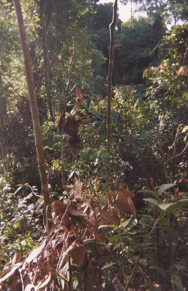 Orangutang in the trees