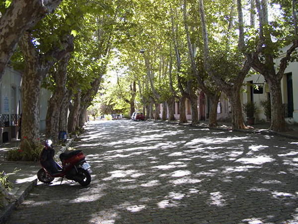 Tree lined cobblestone street, Colonia