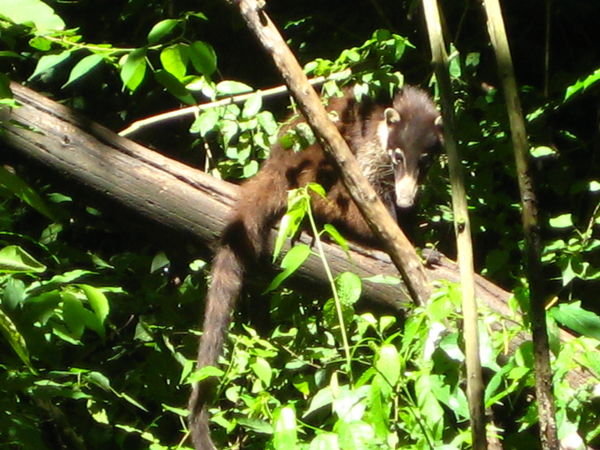 a Coati at the Atitlan Nature Reserve