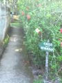 The entry to the Iguana Hostel