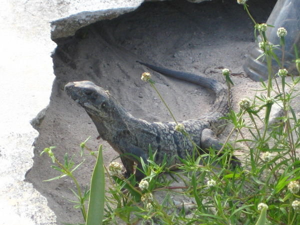 an iguana friend we met in the cemetary