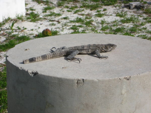 another iguana friend