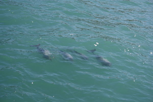 Four Dolphins 