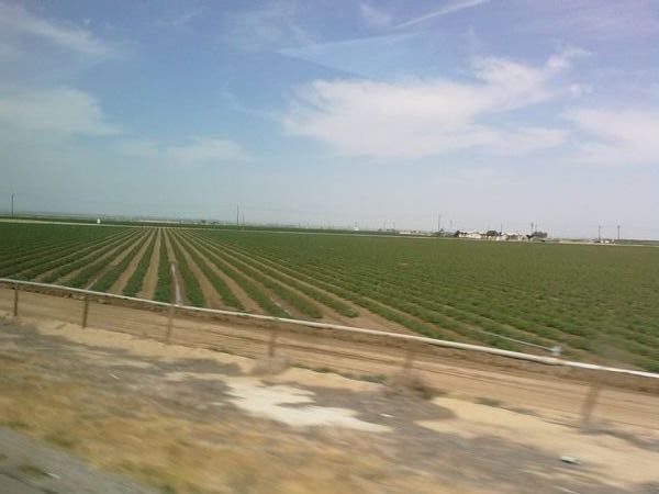 Big field of crops