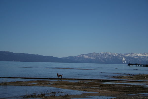 Dog and lake