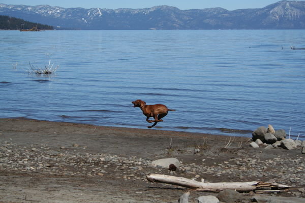 Dog and lake 2