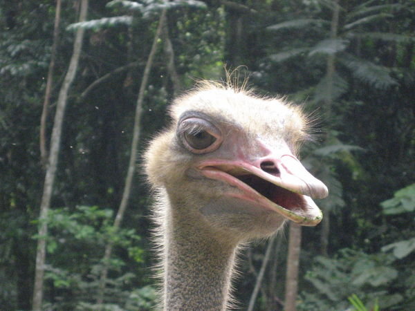 Ostrich