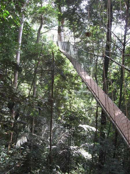 Canopy Walkway of Taman Negara