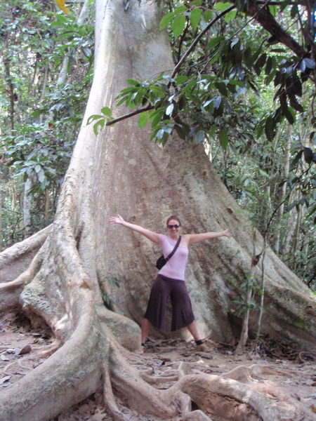 Huge Trees from the World's Oldest Jungle