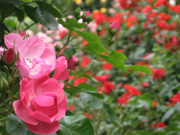 Beautiful Rose Garden of Huis Ten Bosch Palace