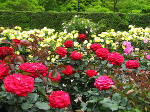 Beautiful Rose Garden of Huis Ten Bosch Palace