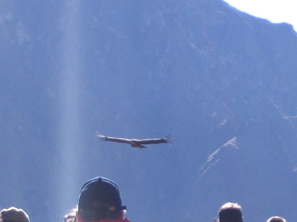 A young condor glides past