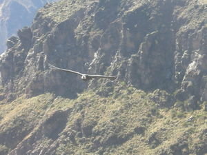 An Andean Condor