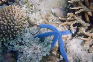 A Blue Starfish