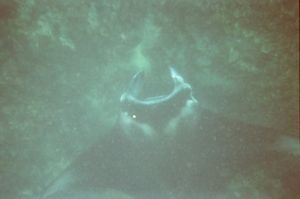 The Manta Ray swims underneath me
