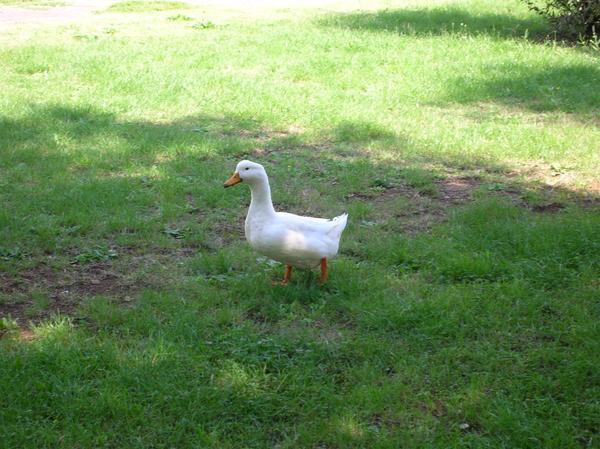 random duck